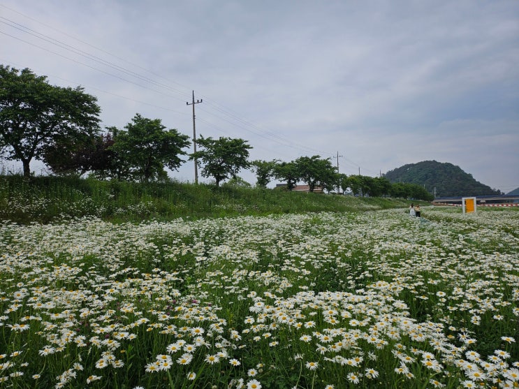  서산 샤스타데이지 명소 용장천 아이와 가볼 만한 곳