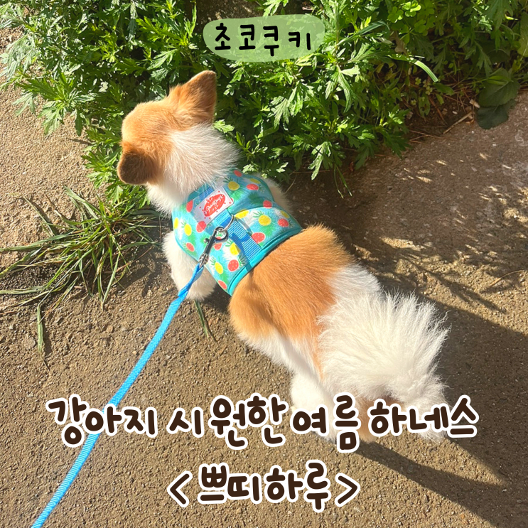  강아지 여름 매쉬 하네스 쁘띠하루