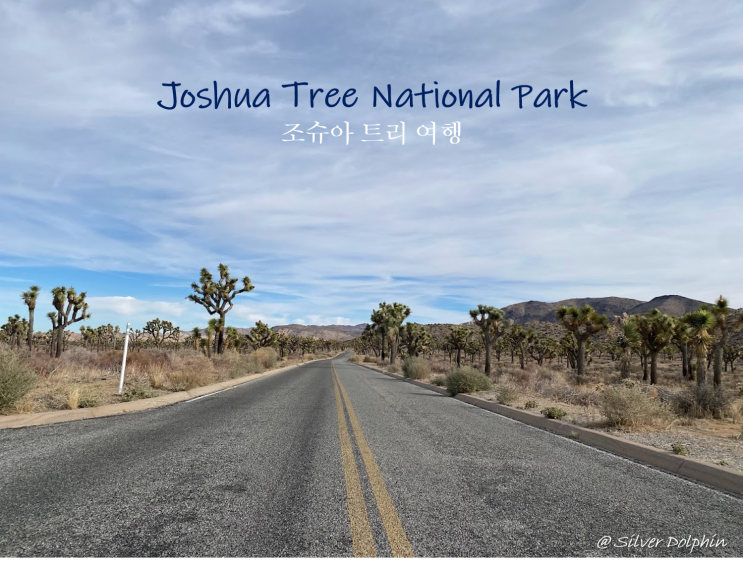  미국여행 캘리포니아 조슈아트리 국립공원 (Joshua Tree National Park) 필수 여행 코스