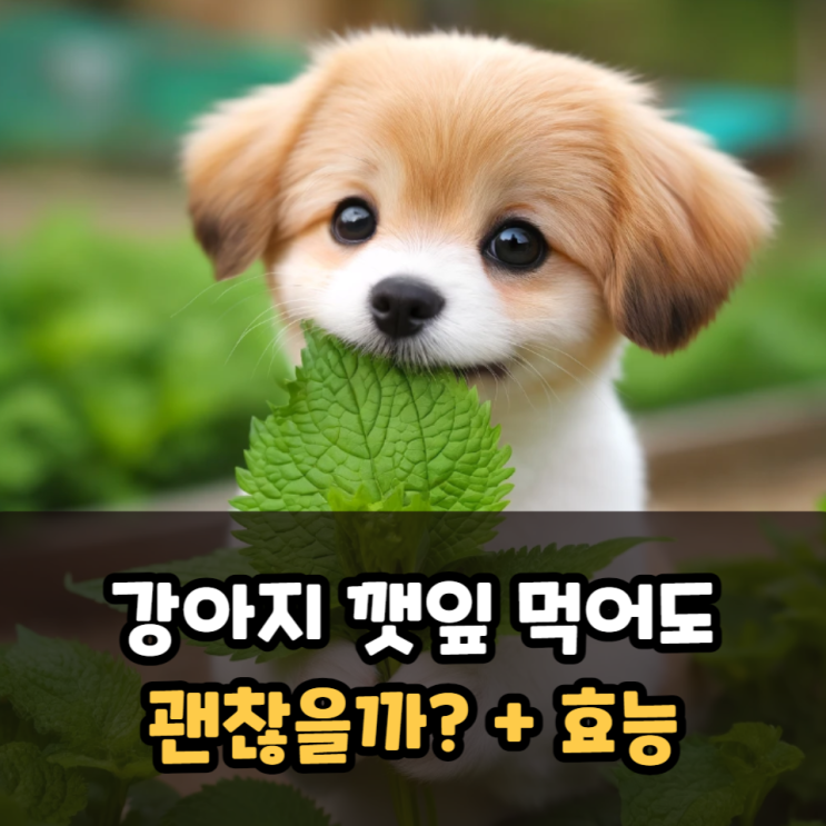 깻잎 효능과 강아지 깻잎 급여 가능 여부