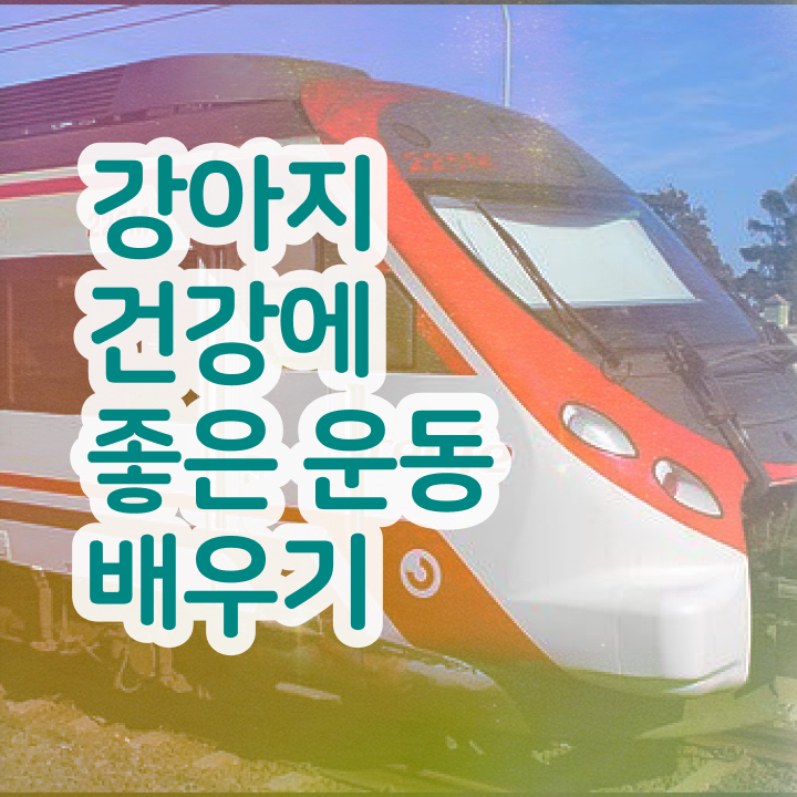  반려견운동지도사 워크샵 , 반려견운동지도사 합격 비법 , 취득 후 전망