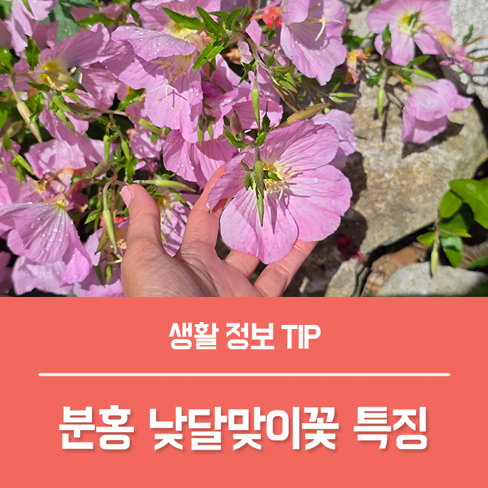  분홍 낮달맞이꽃 전설 달맞이꽃 꽃말은?