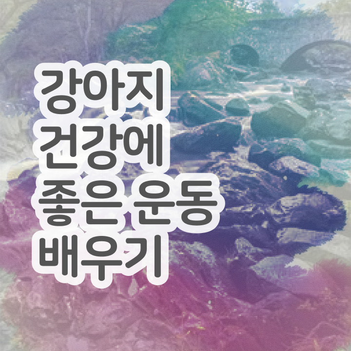  주부 자격증 추천 , 반려견운동지도사 일과 병행하며 쉽고 빠르게 성공한 과정