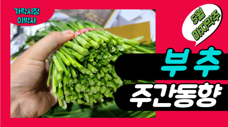 [경매사 주간보고] 2024년 5월 마지막주 가락시장 부추 경매동향을 살펴보겠습니다!