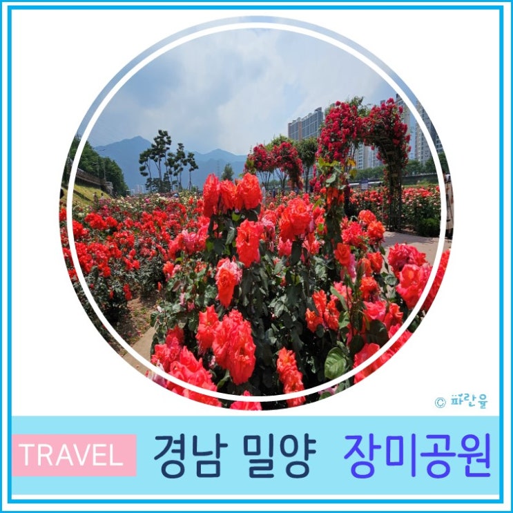  대구 부산 근교 밀양 가볼 만한 곳 밀양강 둔치 장미원 장미공원 2024 실시간 개화상태