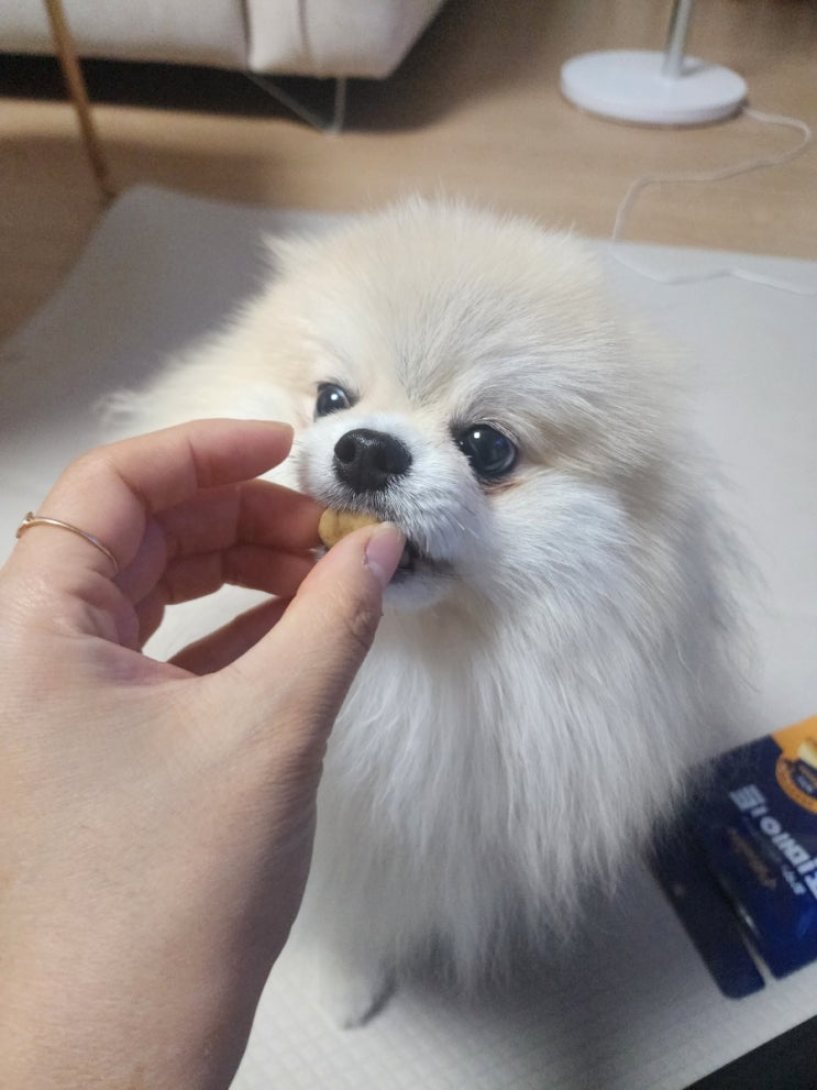  강아지 약먹이기 3초컷기호성좋은 투약보조간식 필메이트