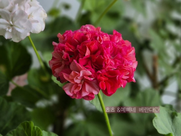  제라늄 빈러브송
