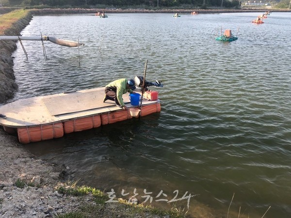  전국 최대 주산지인 신안군 축제식 왕새우양식장, 5억 만 마리 종자 입식 완료