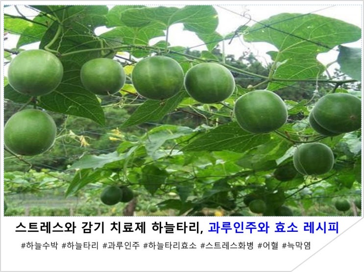  스트레스 화병과 감기 치료제 하늘타리, 과루인주와 효소 레시피