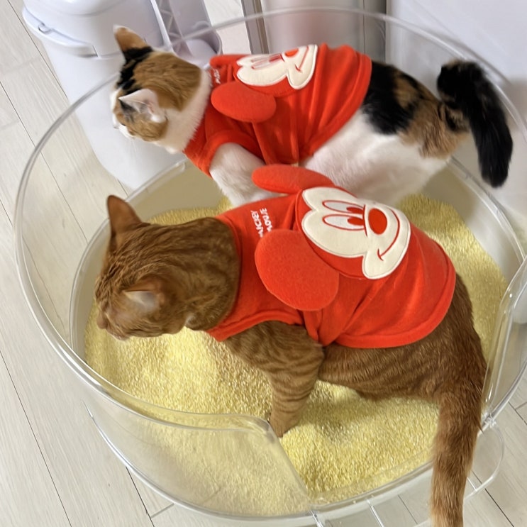  고양이 카사바모래 추천 단점 장점 비교