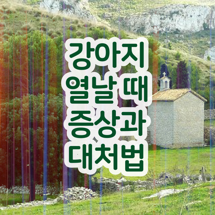  반려동물관리사교육원추천 , 반려동물관리사 자격증 합격한 비법 준비했어요