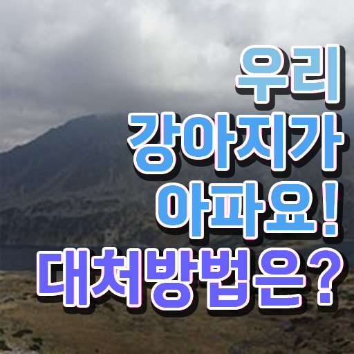  반려동물 직업 , 반려동물관리사 자격증 취득한 과정 살펴보기