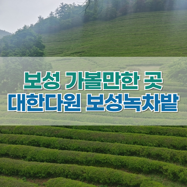  보성 녹차밭 '대한다원'(feat. 녹차 아이스크림)