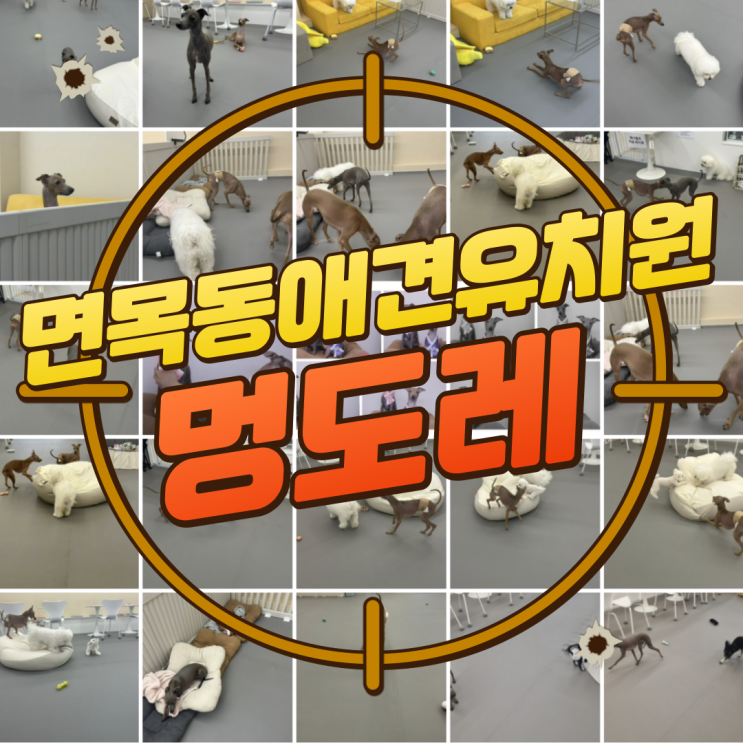  구디맘 블로그 - 면목동 애견유치원 [멍도레] 방문 후기(Feat.몽클)