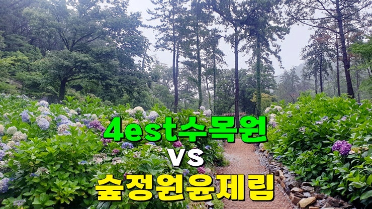 6월 전남 수국명소 가볼만한곳 : 해남 4est(포레스트)수목원·보성 숲정원 윤제림 수국축제 개화시기 6월 전남 수국명소 가볼만한곳 : 해남 4est(포레스트)수목원·보성 숲정원 윤제림 수국축제 개화시기