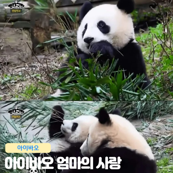  아이바오 송바오 마음 감동 편지 판다와쏭
