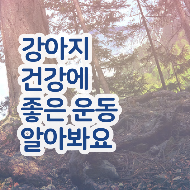  40대취업자격증 , 반려견운동지도사 인강으로 손쉽게 준비한 과정