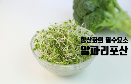  항산화의 필수 요소 알파리포산 (항산화 네트워크의 핵심, 다재다능, 수용성 지용성, 복용법, 주의사항)