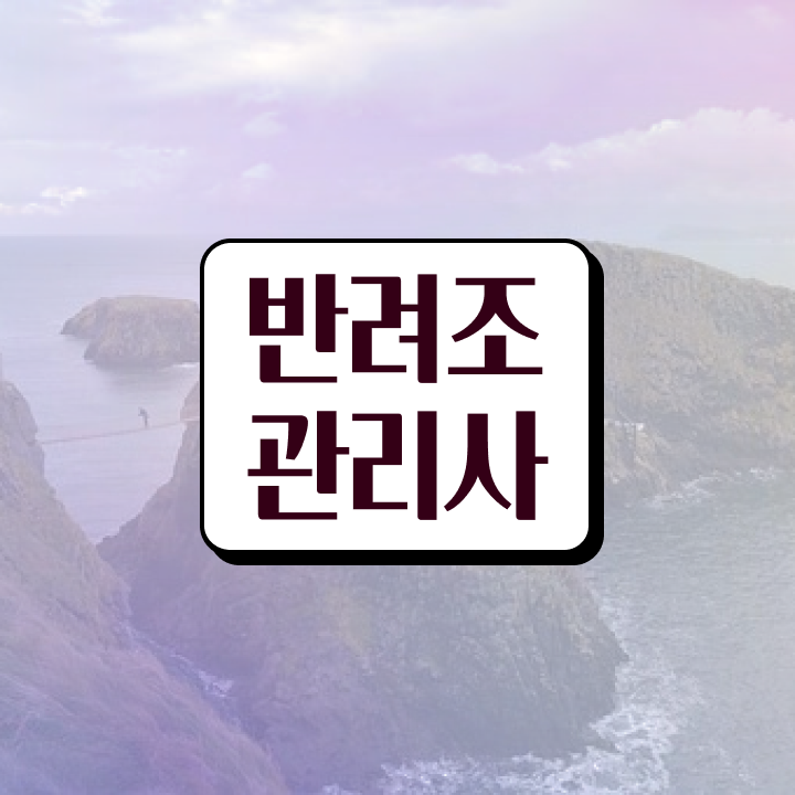  회색앵무새 분양 , 반려조관리사 자격증 단기간에 합격한 전략 제가 알려드릴게요