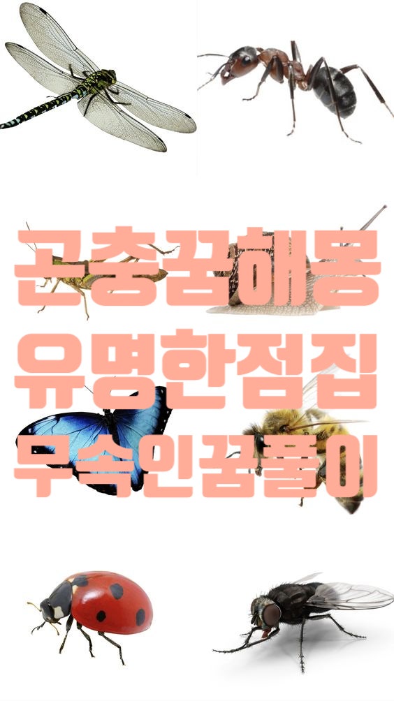 곤충 나오는 꿈 곤충죽이는꿈 큰 곤충 꿈 곤충잡는꿈