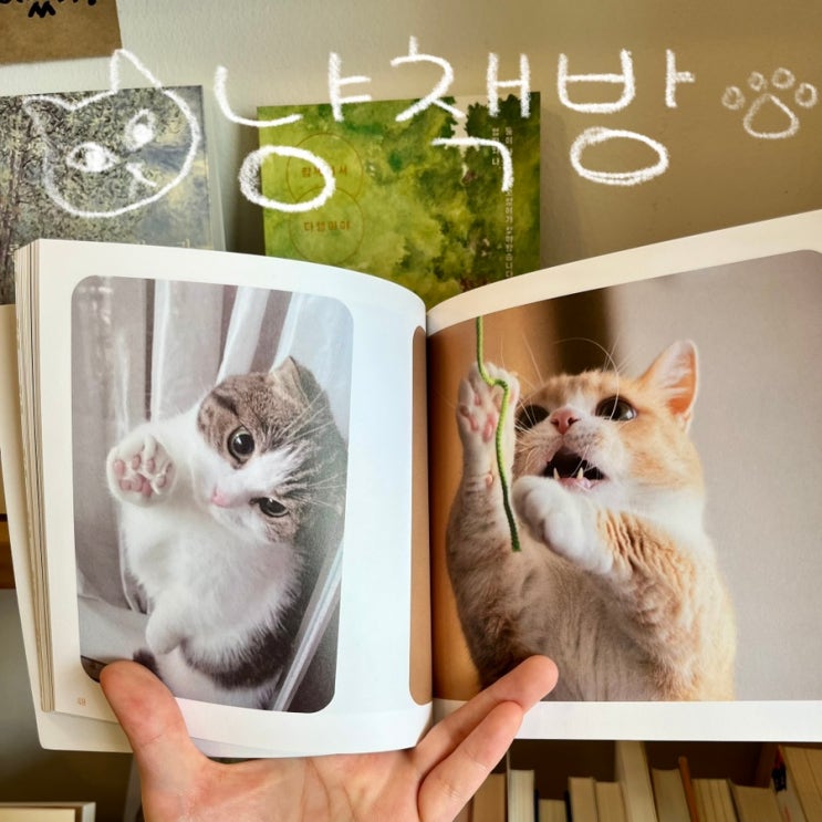  [수원] 고양이 가득한 행리단길 작은 서점 | 냥책방 “아름다운 장면을 보고 맛있는 음식을 먹자”