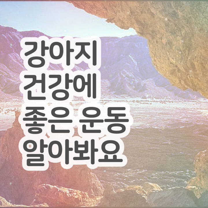  국가 자격증 추천 , 반려견운동지도사 고졸자도 인강만으로 손쉽게 끝냈던 비법
