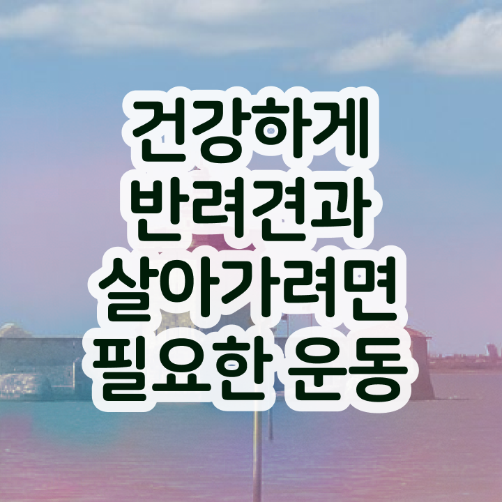  쉬운자격증추천 , 반려견운동지도사 인강으로 끝내는 후기