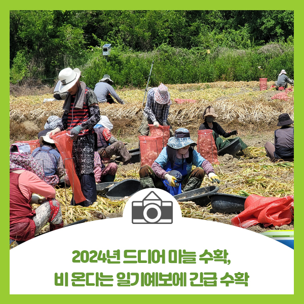  2024년 드디어 마늘 수확, 비 온다는 일기예보에 긴급 수확