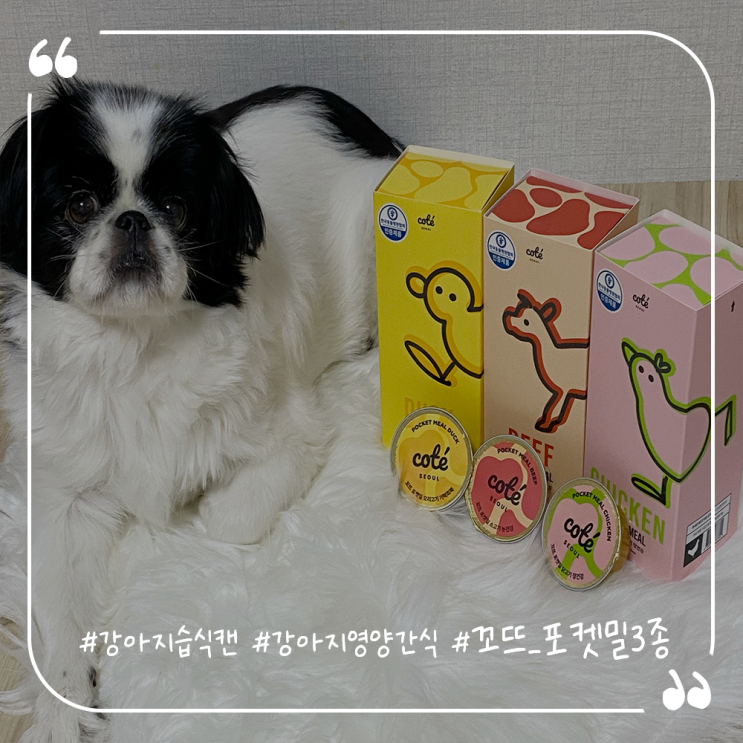  강아지습식추천 기호성좋은강아지캔 꼬뜨 포켓밀