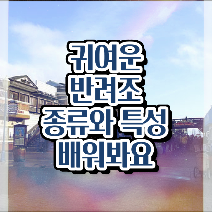  말하는 앵무새 가격 , 반려조관리사 자격증 취득한 과정 알려드립니다