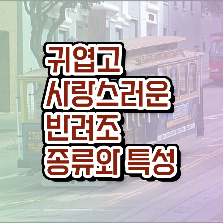  앵무새 발정기 , 반려조관리사 자격증 한달 만에 취득한 방법 , 이후 전망