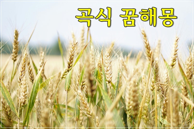 곡식 꿈해몽 곡식에 관한 꿈