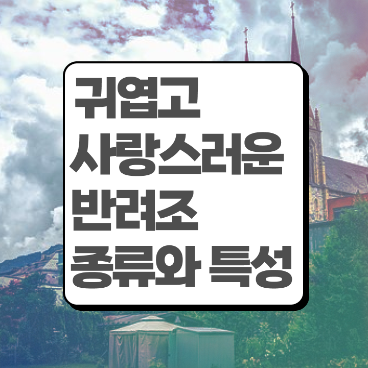  앵무새키우기 , 반려조관리사 자격증 비용없이 온라인으로 합격한 후기 , 취업 전망
