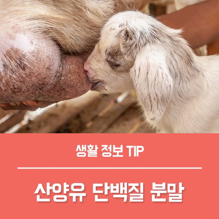  산양유단백질 분말추천 기준 5가지, 산양유 먹는법은?