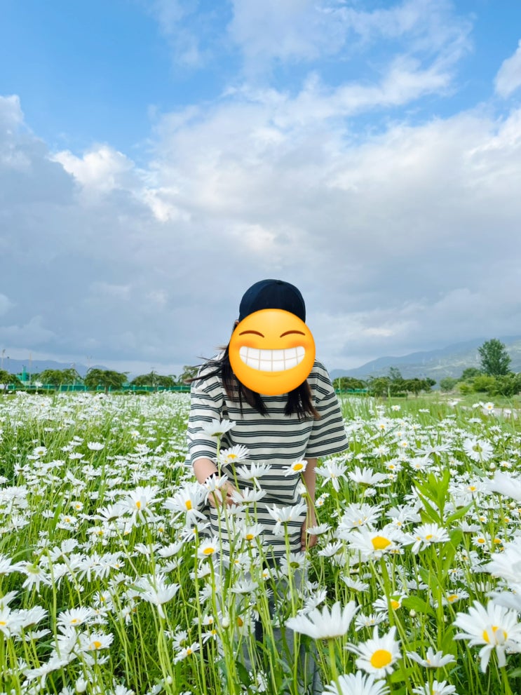  김해 대동생태공원 샤스타데이지 데이트 데이지꽃 위치 주차방법
