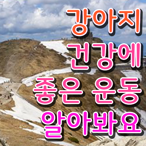  , 반려견운동지도사 온라인 교육원 통해서 끝냈던 후기