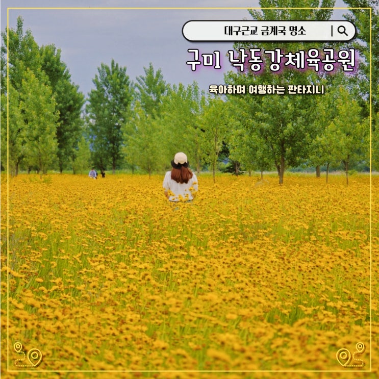  대구근교 금계국 명소 낙동강체육공원(메밀꽃과 코스모스 콜라보, 개화상황, 주차)