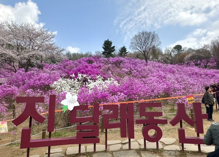  [일상] 진달래동산. 부천.