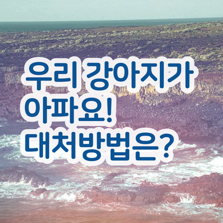  , 반려동물관리사 자격증 온라인 교육으로 합격한 전략 및 온라인 무료강의