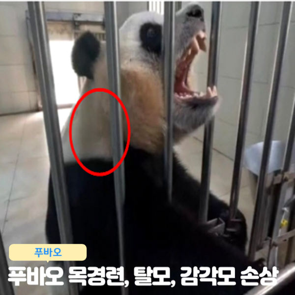 푸바오 목 경련까지!! 접객, 탈모, 변, 미인점, 감각모 손상, 표정변화 등 푸바오근황 학대의혹 청원방법 구호운동