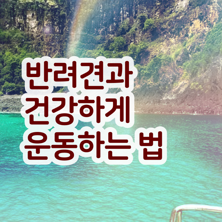  , 반려견운동지도사 온라인 수업만으로 준비하는 비법