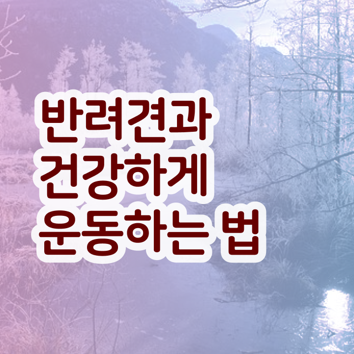  50대여자취업 , 반려견운동지도사 온라인 수업만으로 관련학과 졸업장 없어도 단기간에 준비하는 꿀팁 모음
