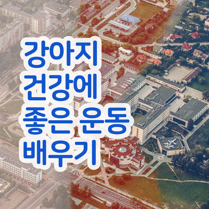  , 고졸도 반려견운동지도사 발급받아 보세요