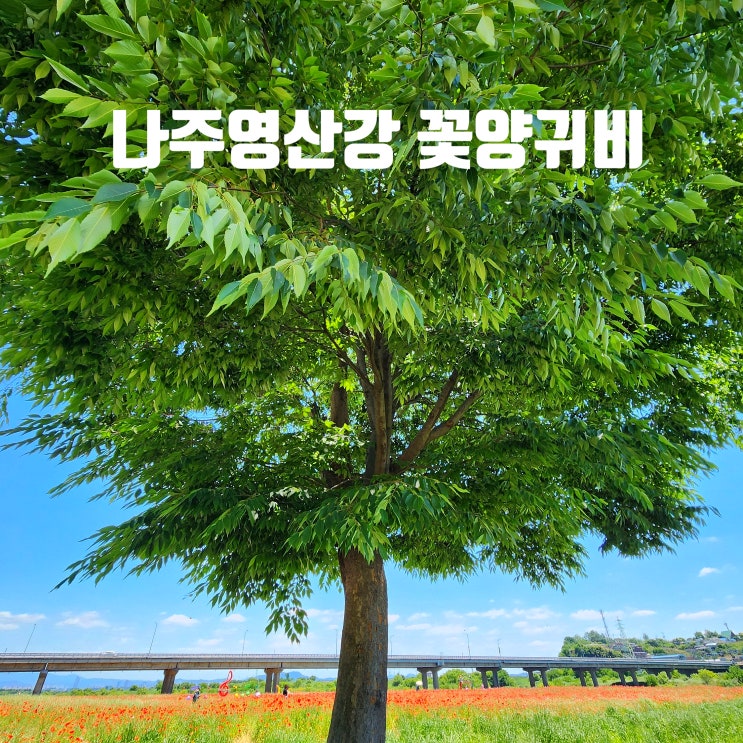  〔전남나주〕나주 영산강 체육공원 꽃양귀비-나주 영산강 유채꽃 축제장에 꽃양귀비가 피어남 -나주 홍어의 거리 건너 영산강 둔치에 활짝
