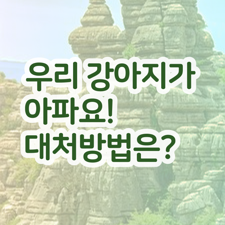  반려동물관리사2급 , 반려동물관리사 자격증 온라인으로 합격한 후기 핵심 정보 정리