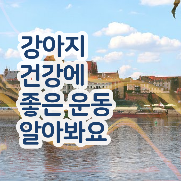  , 중년 직장인도 반려견운동지도사 걱정하지 말아요