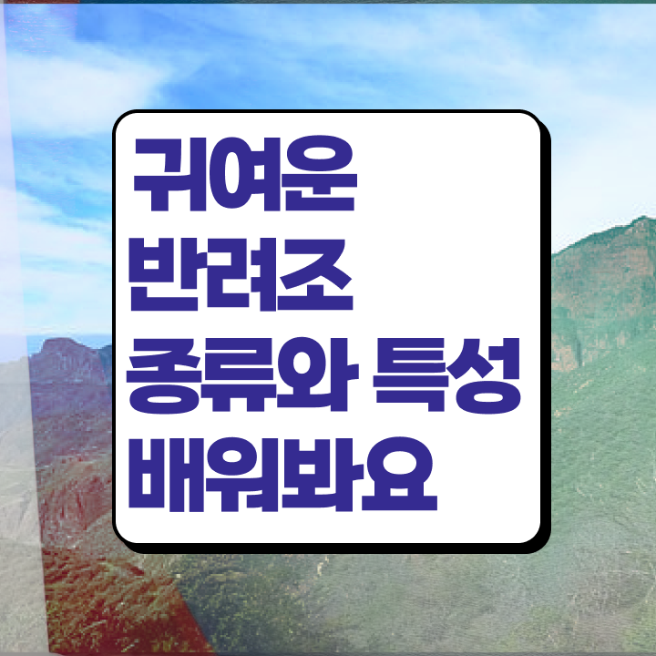  앵무새 수명 , 반려조관리사 자격증 단기간에 준비한 과정 , 취업정보