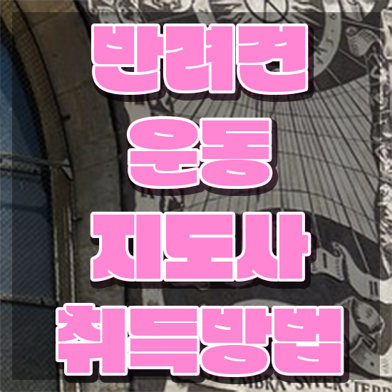  50대여자취업 , 반려견운동지도사 고졸 비전공자도 간단하게 끝내는 과정