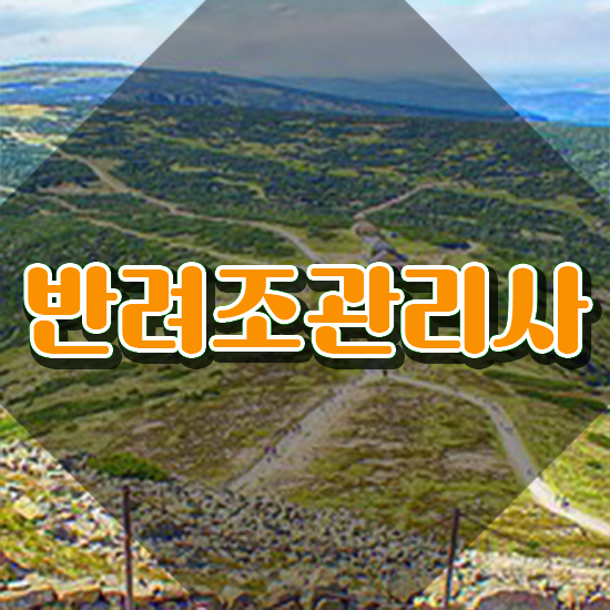  앵무새 털빠짐 , 반려조관리사 자격증 합격한 전략 필수 정보