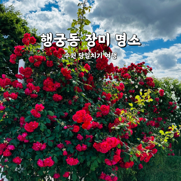  행궁동 장미 명소 사진찍기 좋은 수원 당일치기 여행